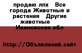 продаю лпх - Все города Животные и растения » Другие животные   . Ивановская обл.